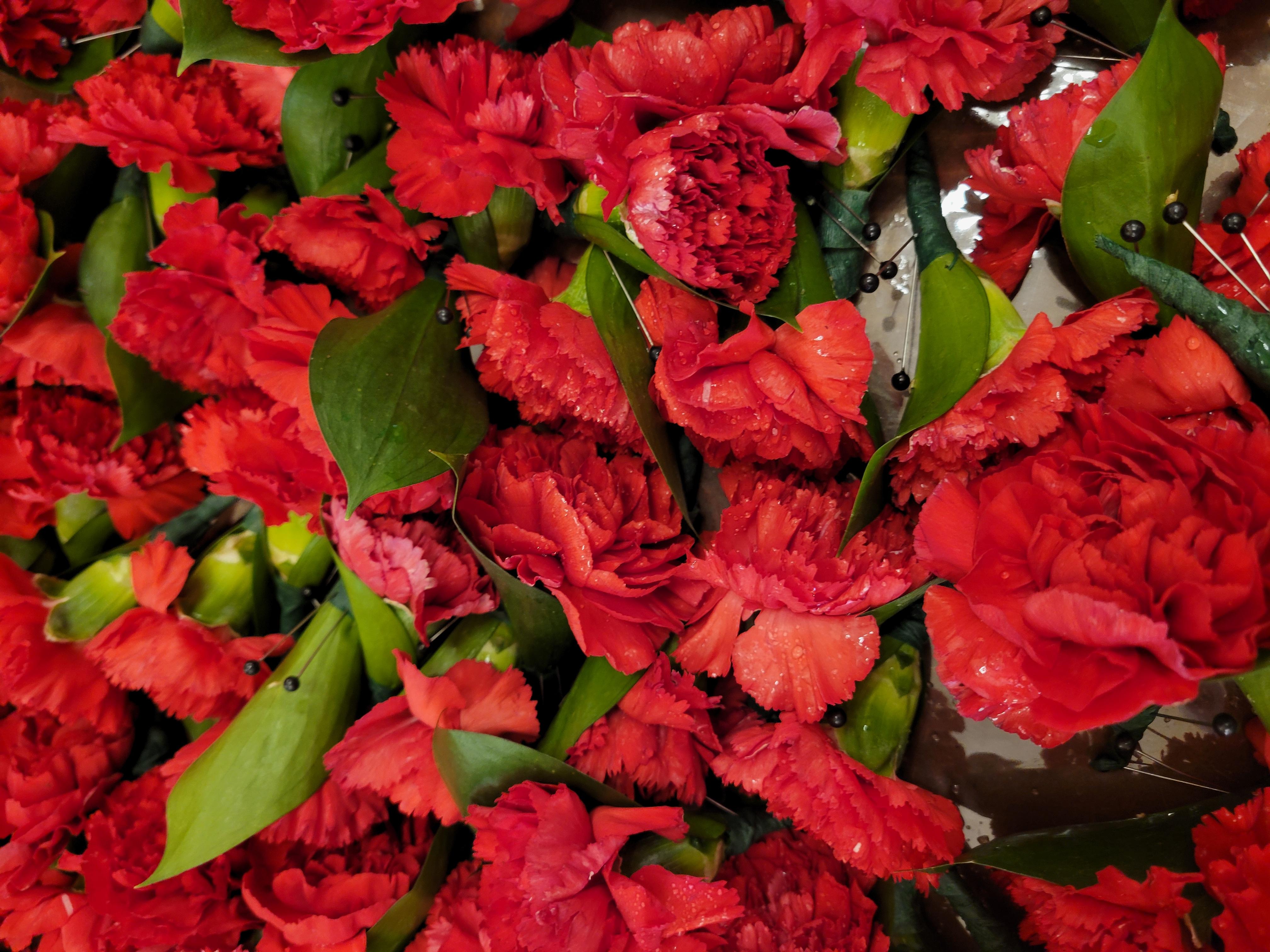 Cluster of vibrant red carnations with green leaves and buds.