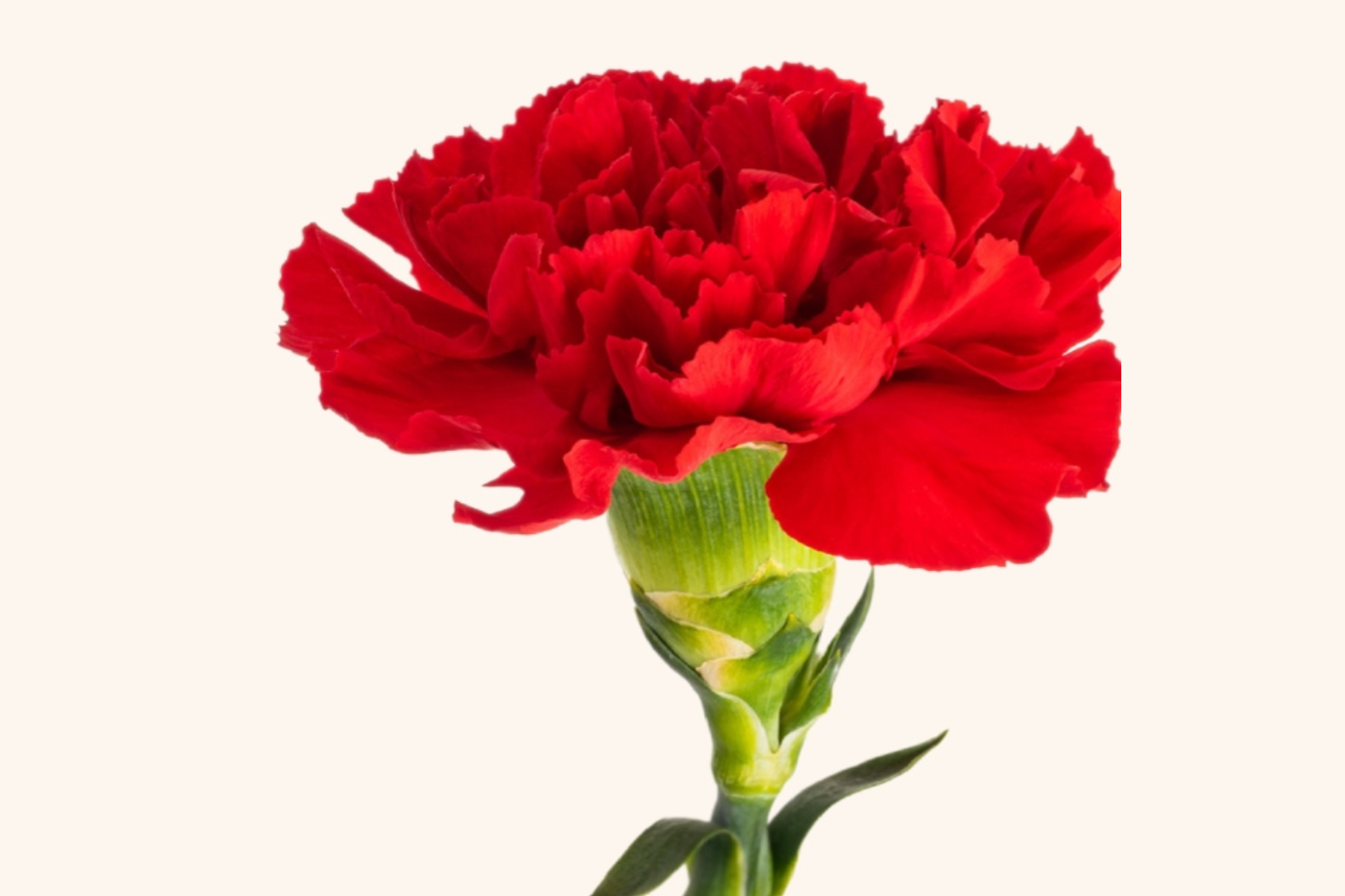 Single red carnation with green stem against a white background.