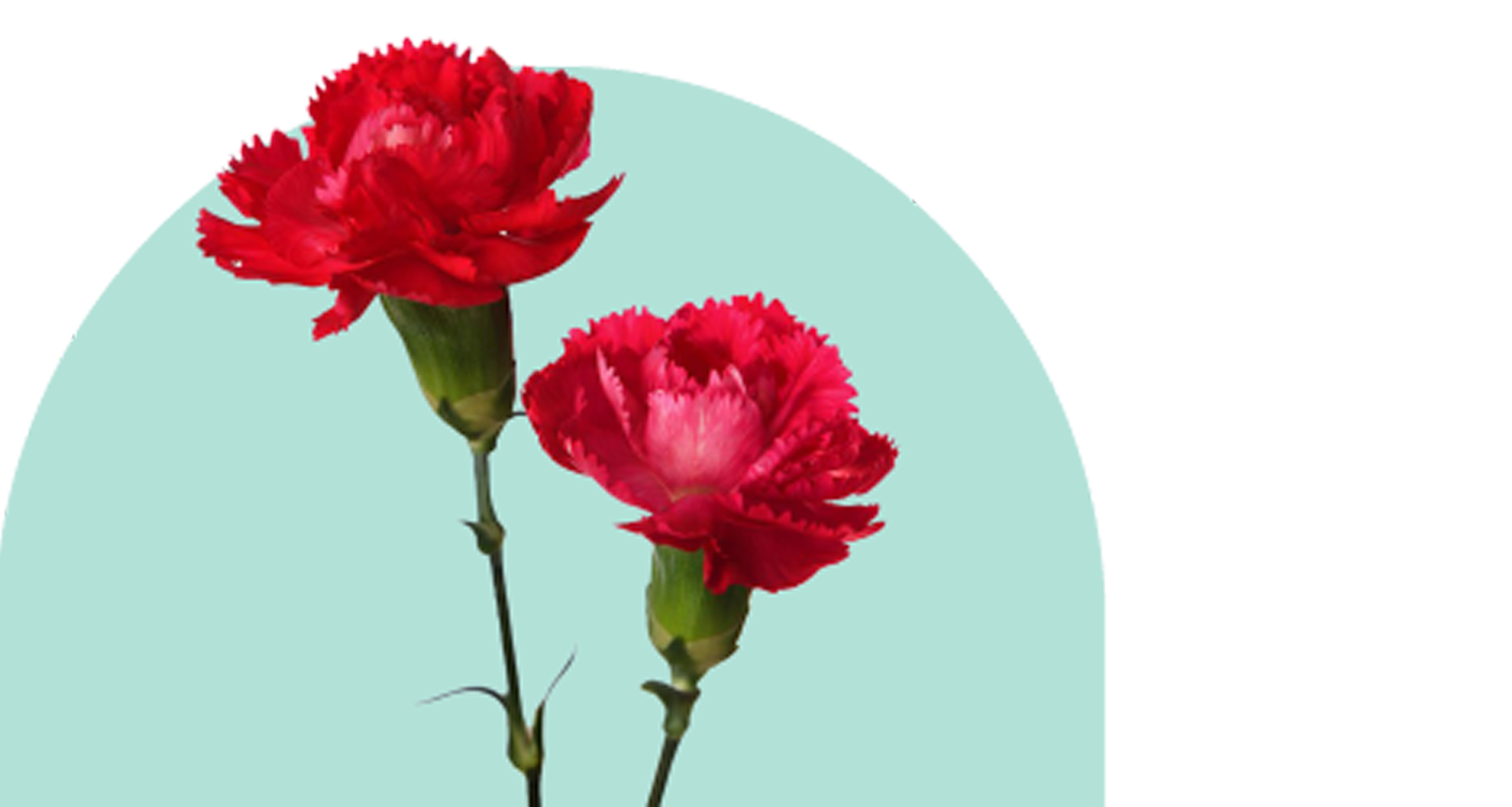 Two vibrant red carnations on stems against a soft teal circular background.