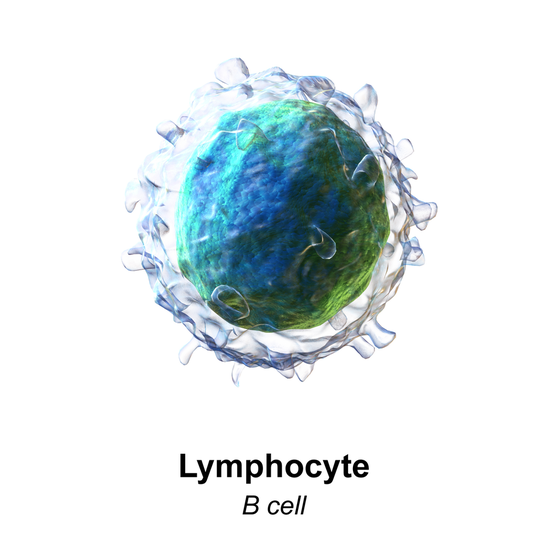 Lymphocyte (b cell)